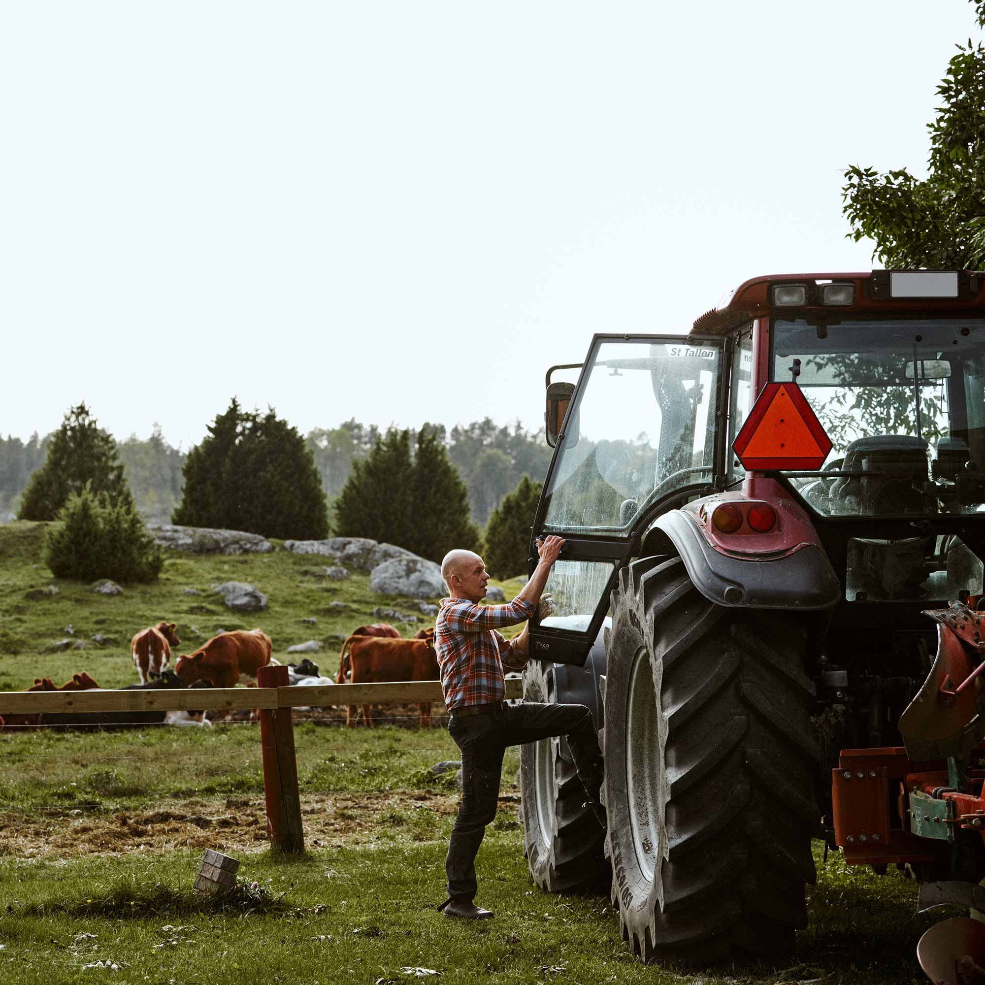 Man stiger in i en röd traktor framför en åker med kor