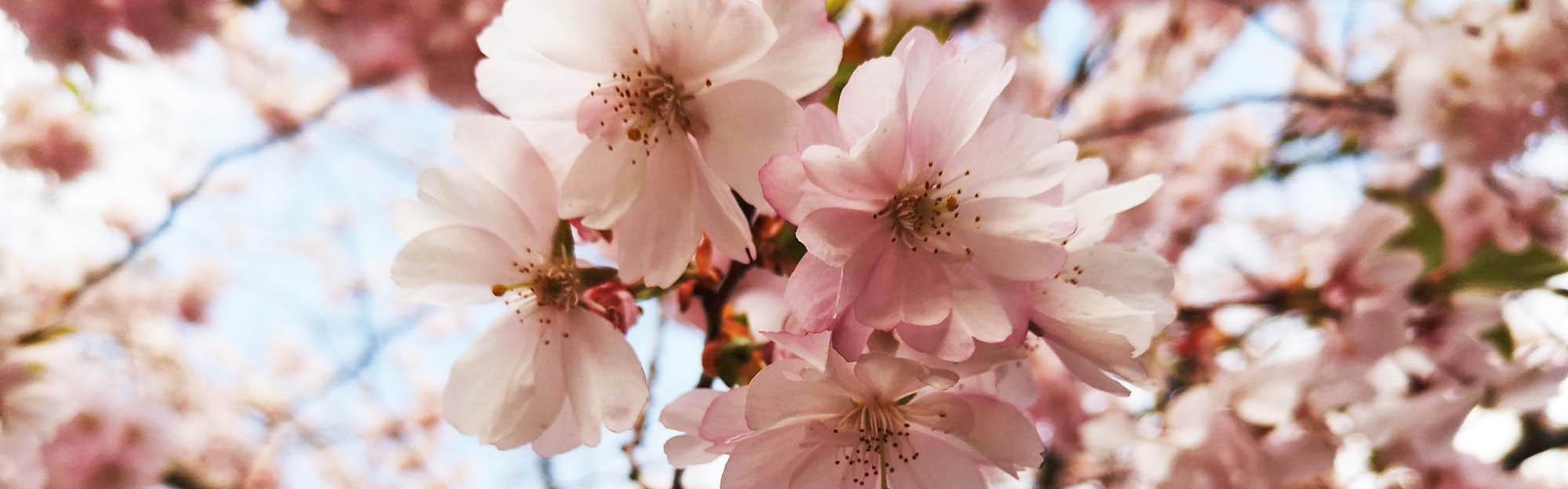 Körsbärsblommmor i närbild