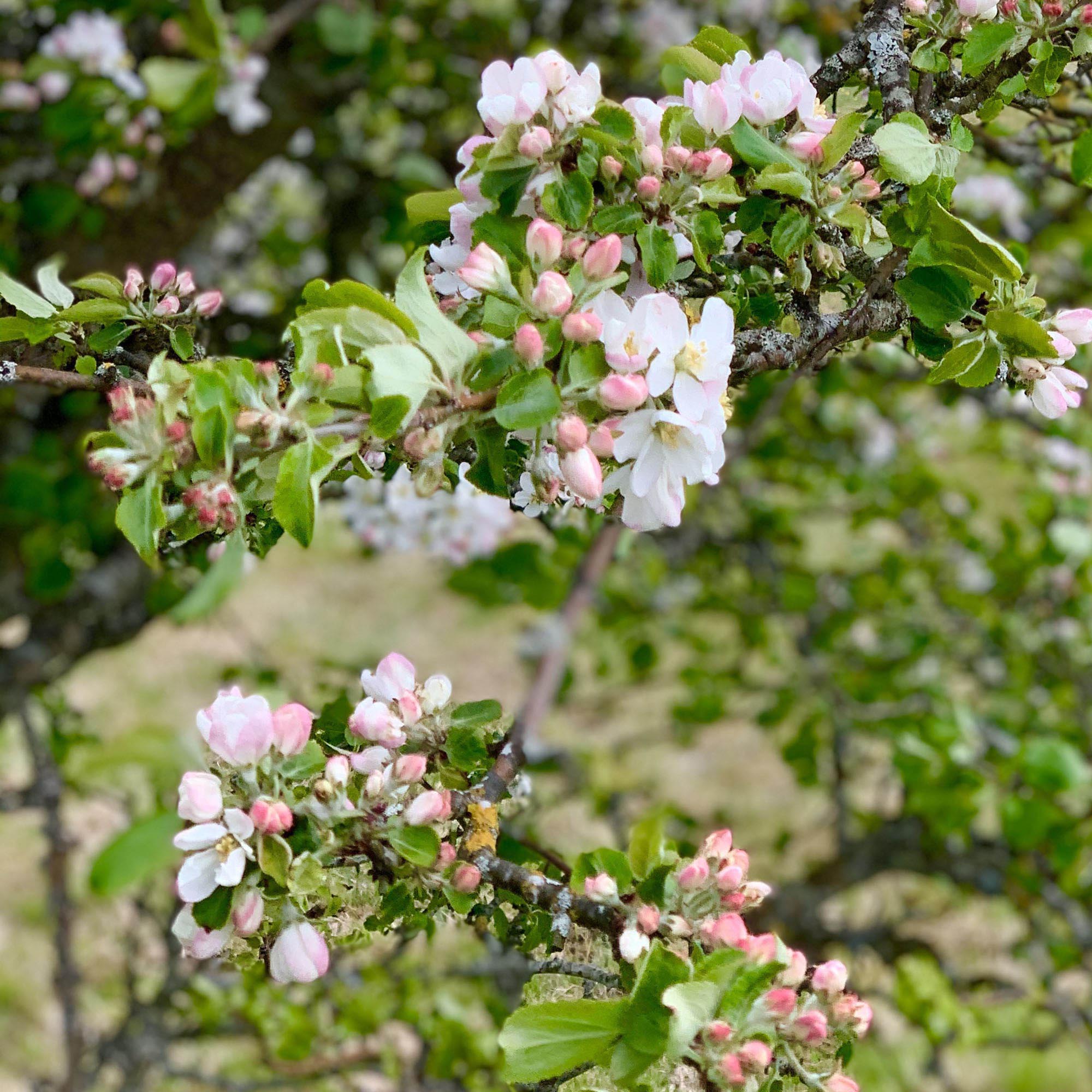 Blomster på träd