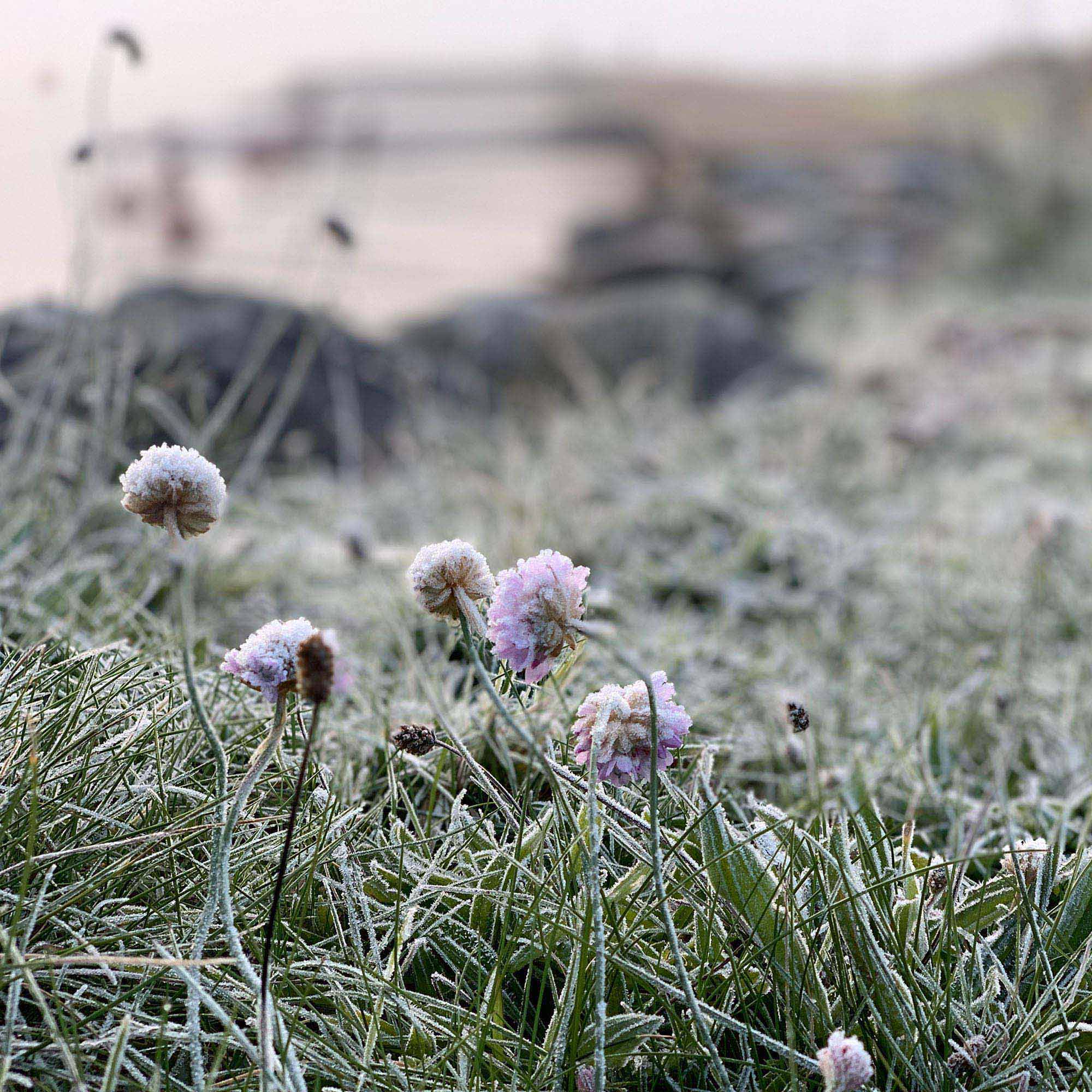 Frostiga strandblommor i soluppgång